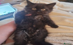 Ragdoll cats for sale: 1/2 Ragdoll 1/2 british Blue MIx Kittens - Image 7