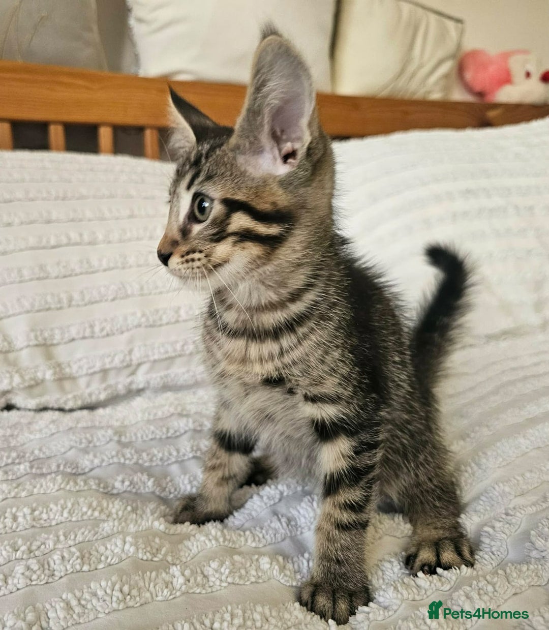 Maine Coon cats for sale: Amazing Maine Coon kittens  - Advert 3