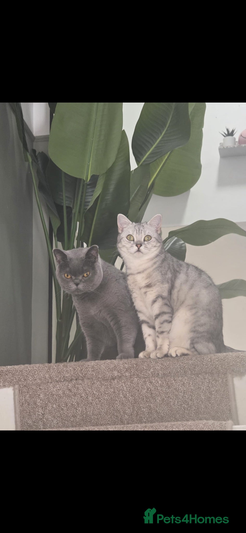 British Shorthair cats 2 British Short Hair Cats - Advert 1