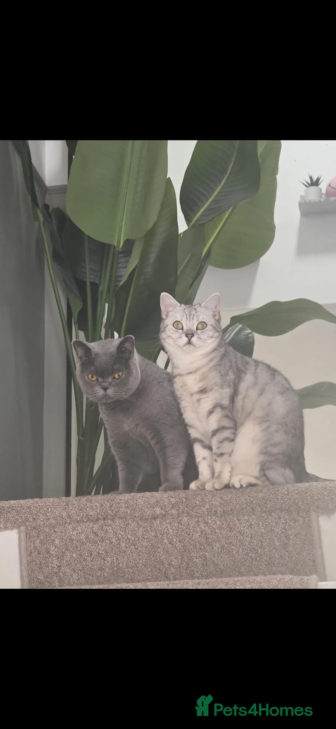 British Shorthair cats for sale: 2 British Short Hair Cats - Advert 1