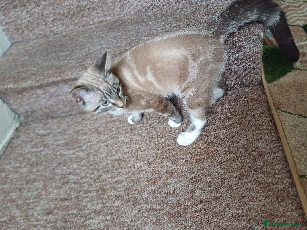 British Shorthair cats for sale: Beautiful british short hair mix kitten - Advert 12