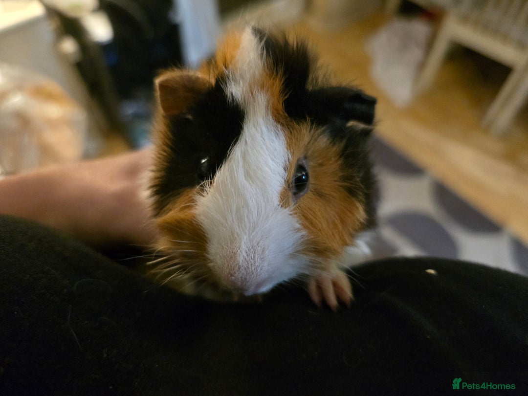Guinea Pig rodents for sale: Tri colour Male guineapig - Image 4