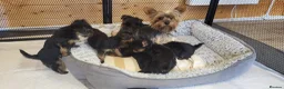 Yorkshire Terrier dogs for sale: Yorkshire Terrier puppies  from Licensed Breeder  - Advert 8