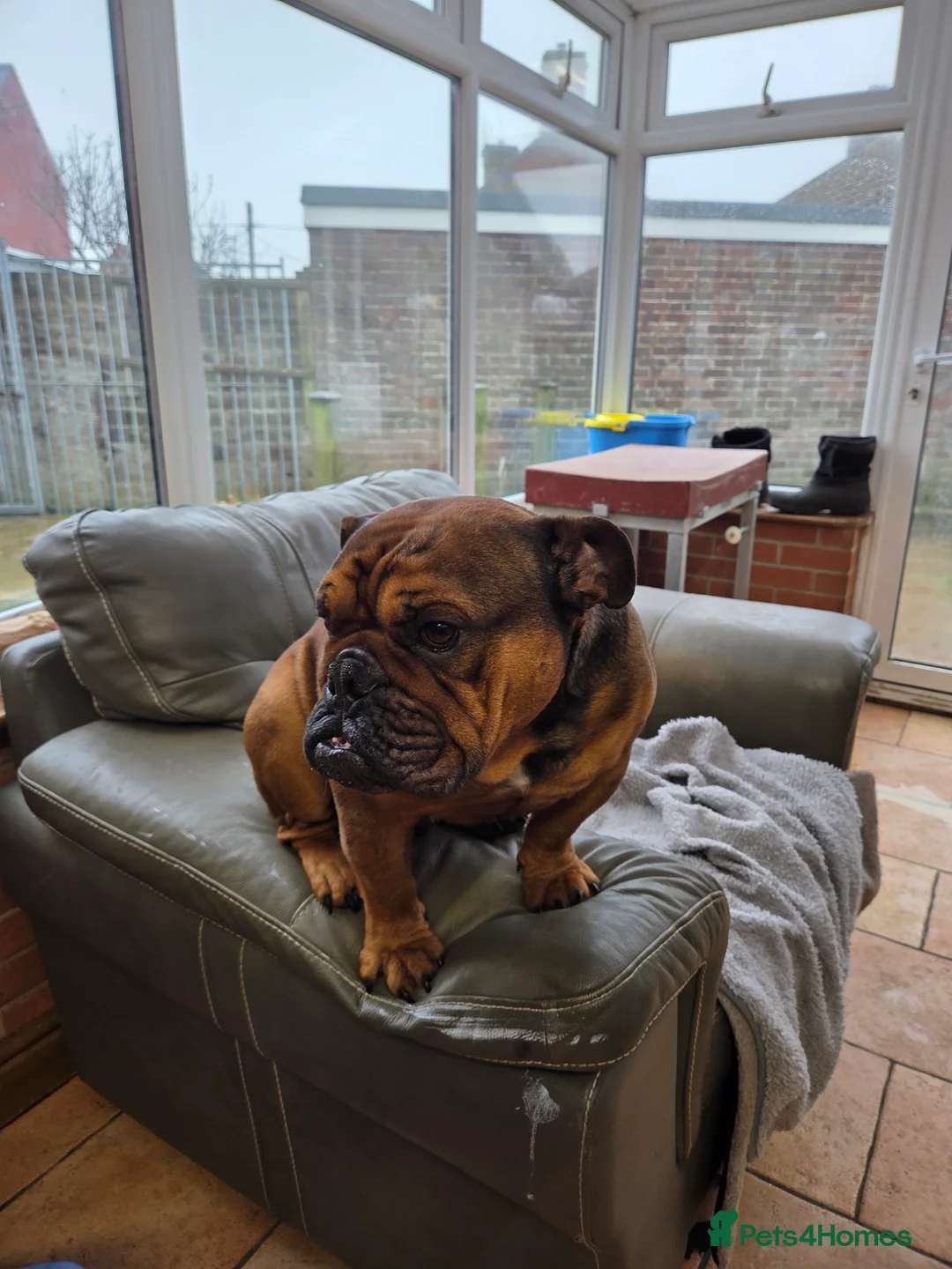 English Bulldog dogs for sale: English bulldog - Advert 9