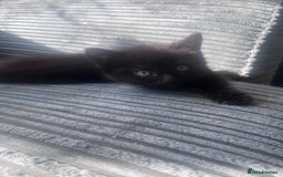 Domestic Shorthair cats for sale: 4 male kittens  - Image 3