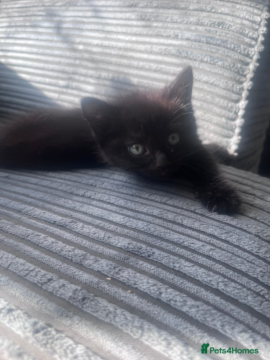 Domestic Shorthair cats for sale: 4 male kittens  - Image 3