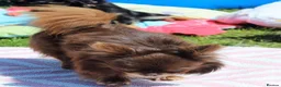 Chihuahua dogs for sale: Quality Chihuahua babies - Advert 11