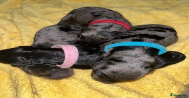 Cockapoo dogs - Advert 13