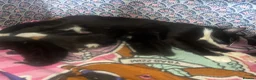 Mixed Breed cats for sale: Kitten litter for sale  in Wirral - Advert 1