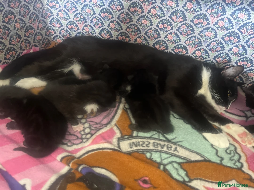Mixed Breed cats for sale: Kitten litter for sale  in Wirral - Advert 1