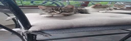 Mixed Breed cats for sale: ADORABLE KITTENS FOR SALE - Advert 4
