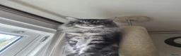 Maine Coon cats for sale: 7 Maine coon Kittens - Advert 14