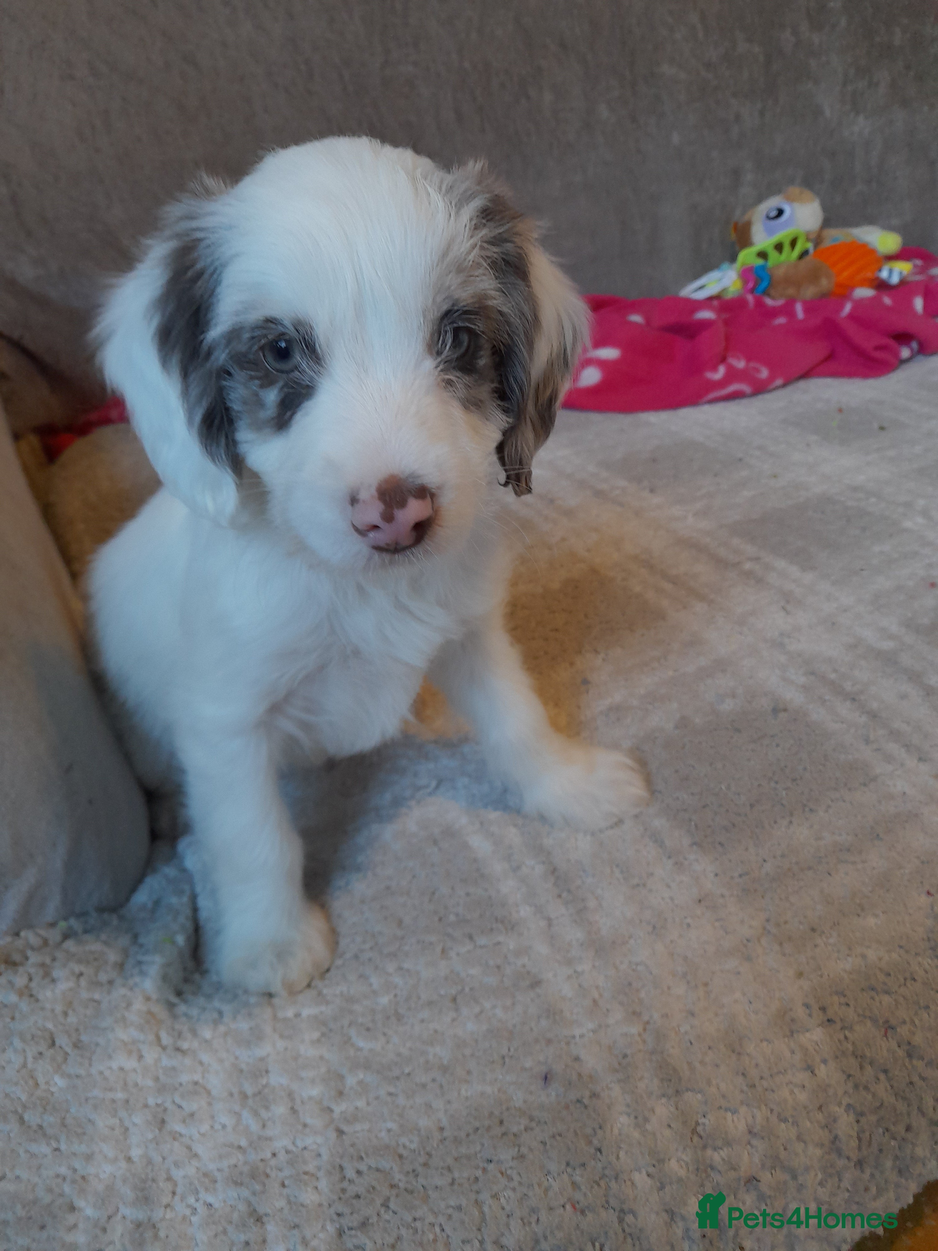 Sproodle dogs Gorgeous Sproodle pups. - Advert 4