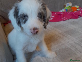 Sproodle dogs Gorgeous Sproodle pups. - Advert 5