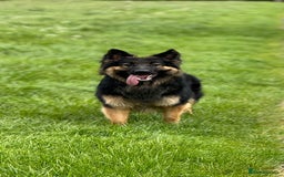 German Shepherd dogs for sale: 11 Beautiful German Shepherd Puppies 😍 - Image 12