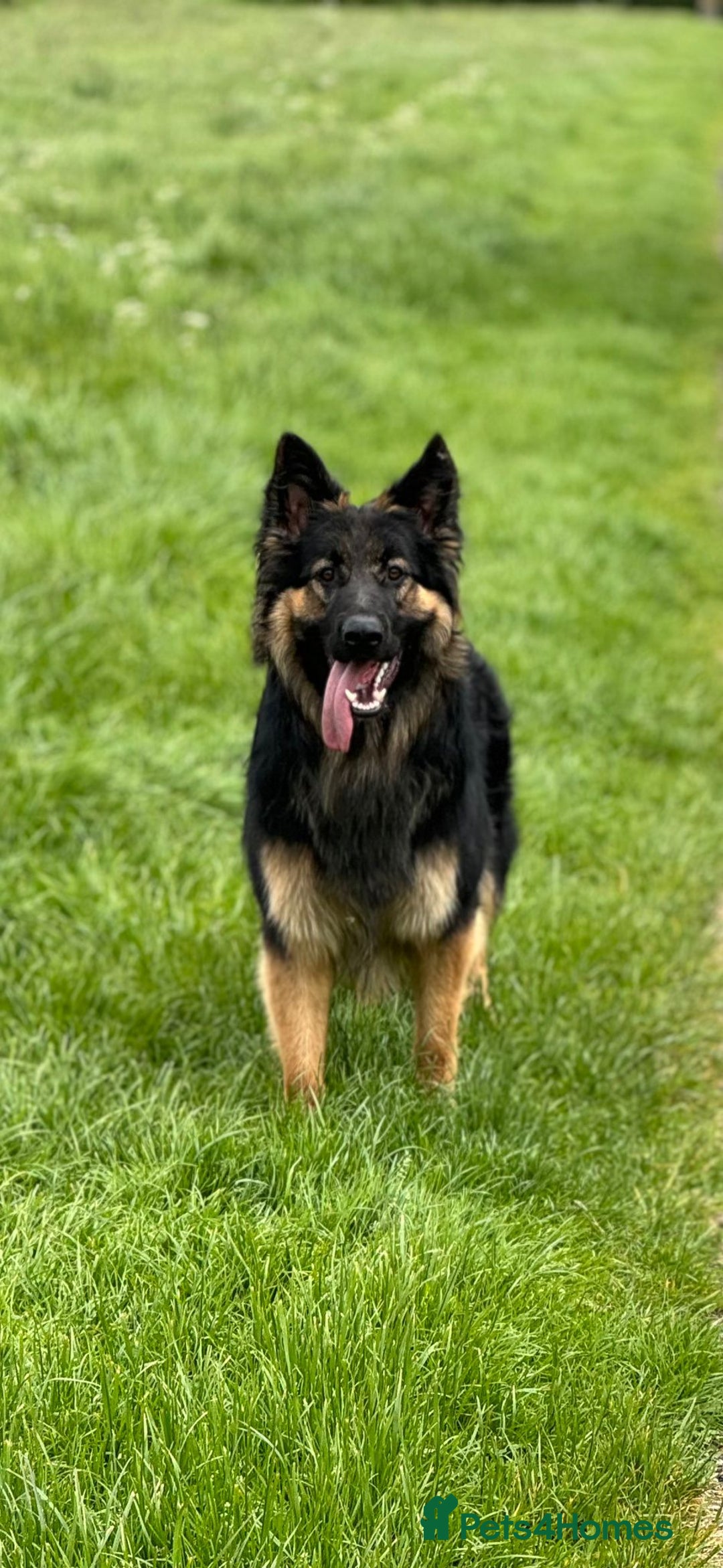 German Shepherd dogs for sale: 11 Beautiful German Shepherd Puppies 😍 - Image 12