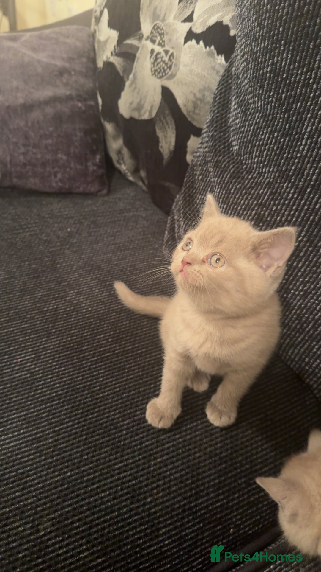 British Shorthair cats for sale: Lovely British shorthair Kitten  - Advert 3