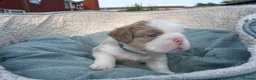 French Bulldog dogs for sale: RARE FLUFFY FRENCH BULLDOGS | 5KC REG | DNA CERT - Advert 23