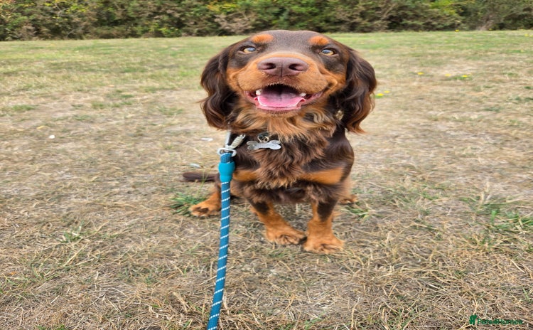 Cocker Spaniel dogs - Advert 13