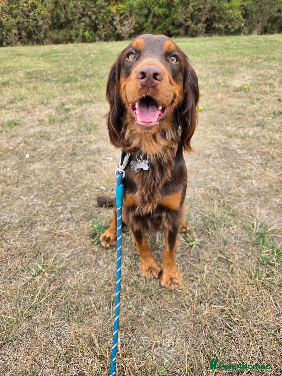 Cocker Spaniel dogs for stud: Working cocker spaniel for stud - Image 1