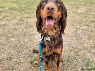 Cocker Spaniel dogs - Advert 15