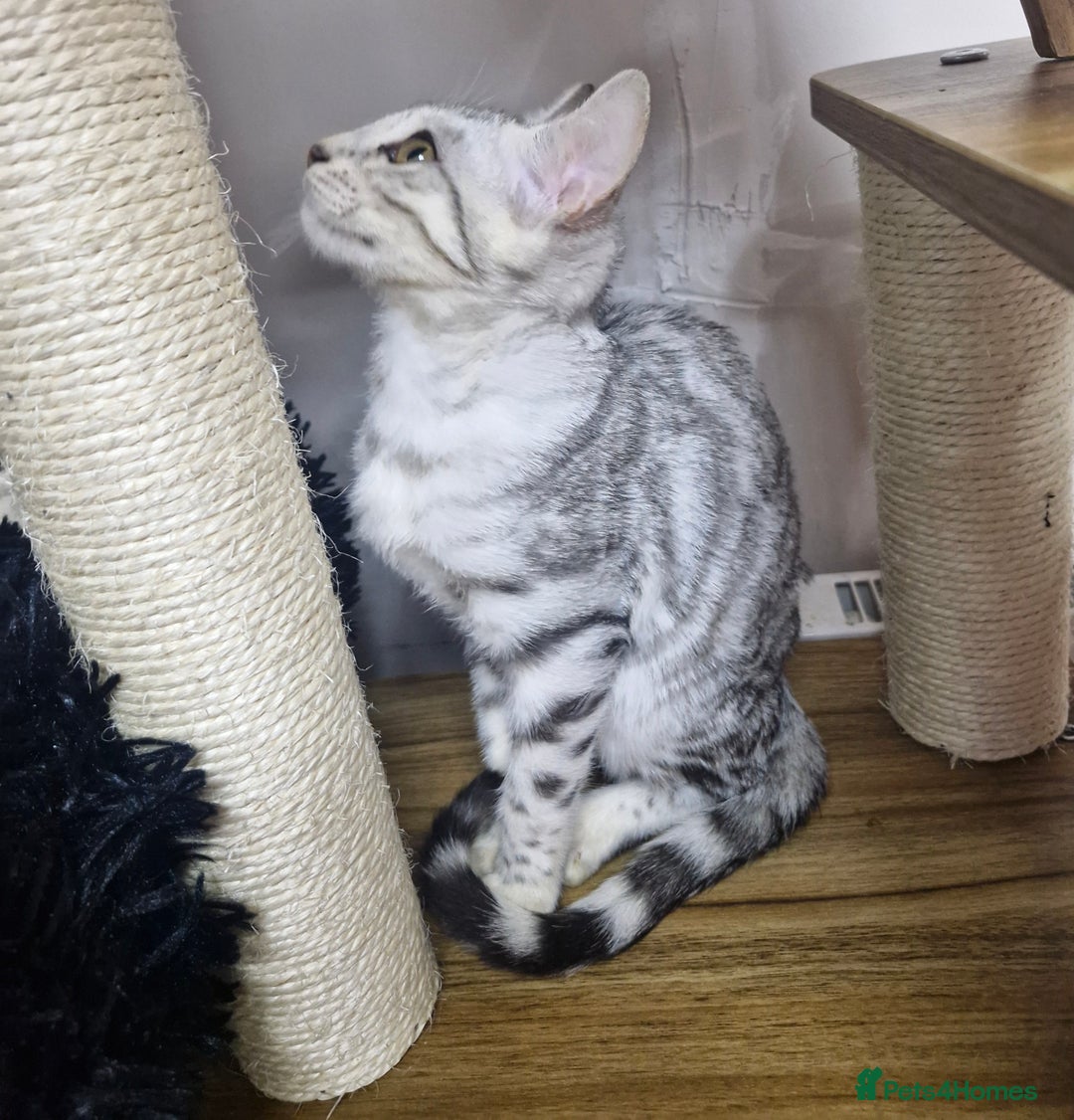 Bengal cats for sale: READY REDUCED TICA Genetic/Health Tested Bengals - Image 27