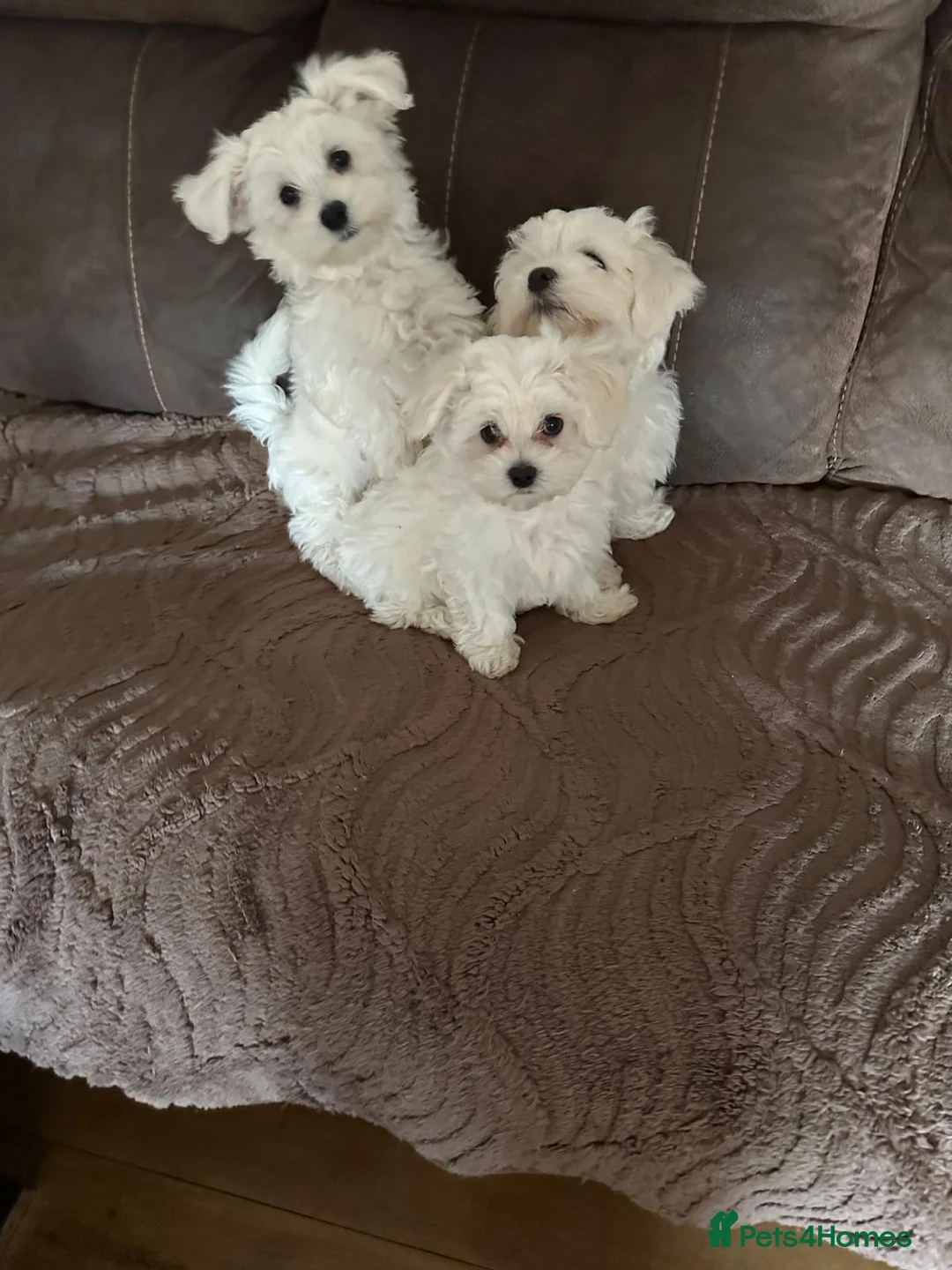 Maltese dogs for sale: Bichon Maltese puppies  - Advert 2