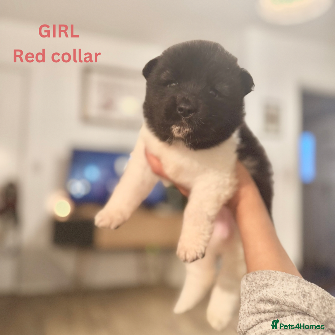 Akita dogs for sale: Quality Family Raised American Akita Puppies - Advert 3