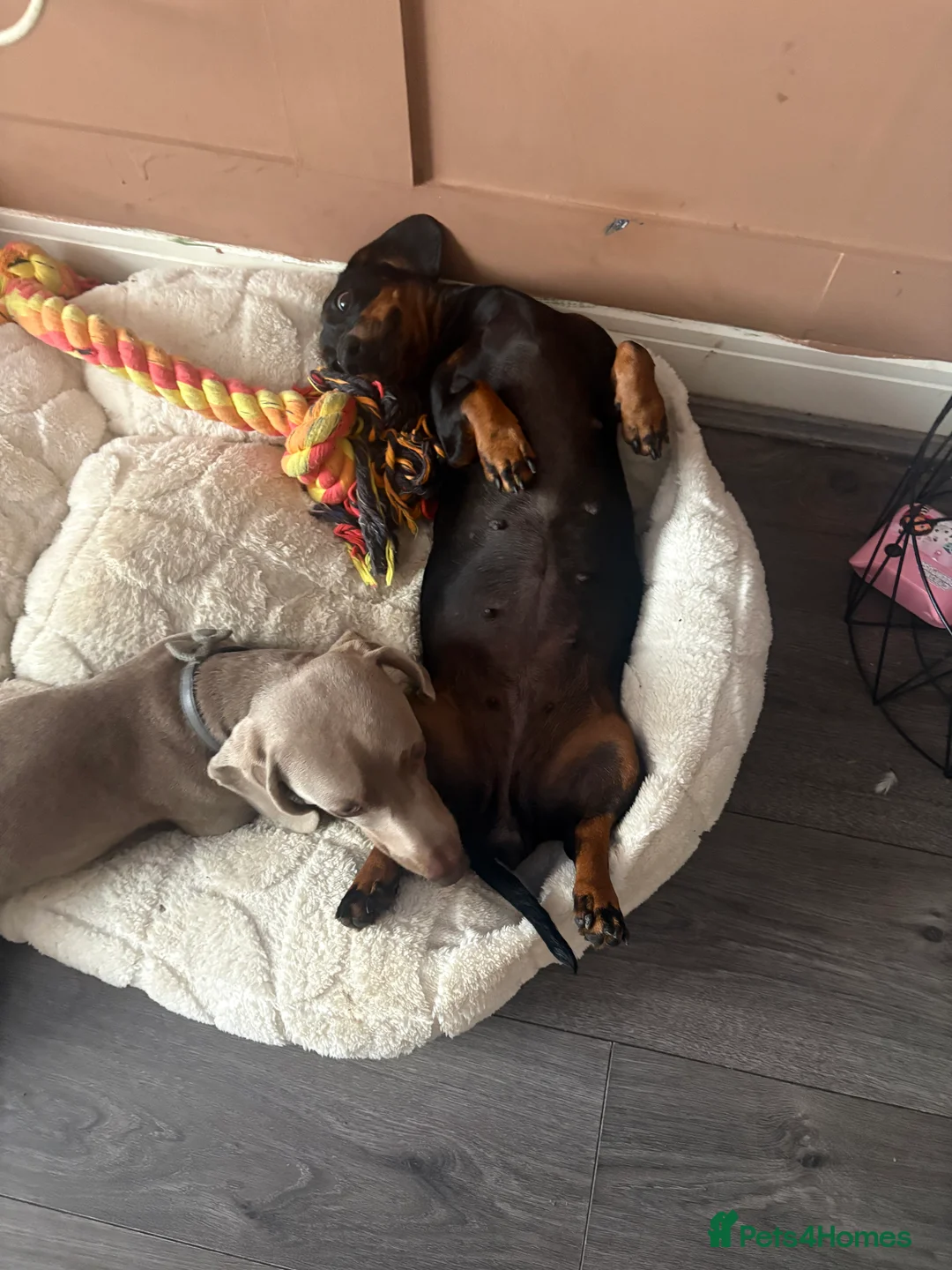 Miniature Dachshund dogs for sale: 2 miniature girls available for forever homes in Southam - Advert 2