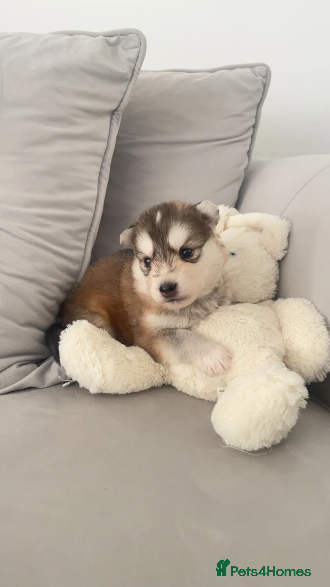 Siberian Husky dogs for sale: Husky pups - Advert 10