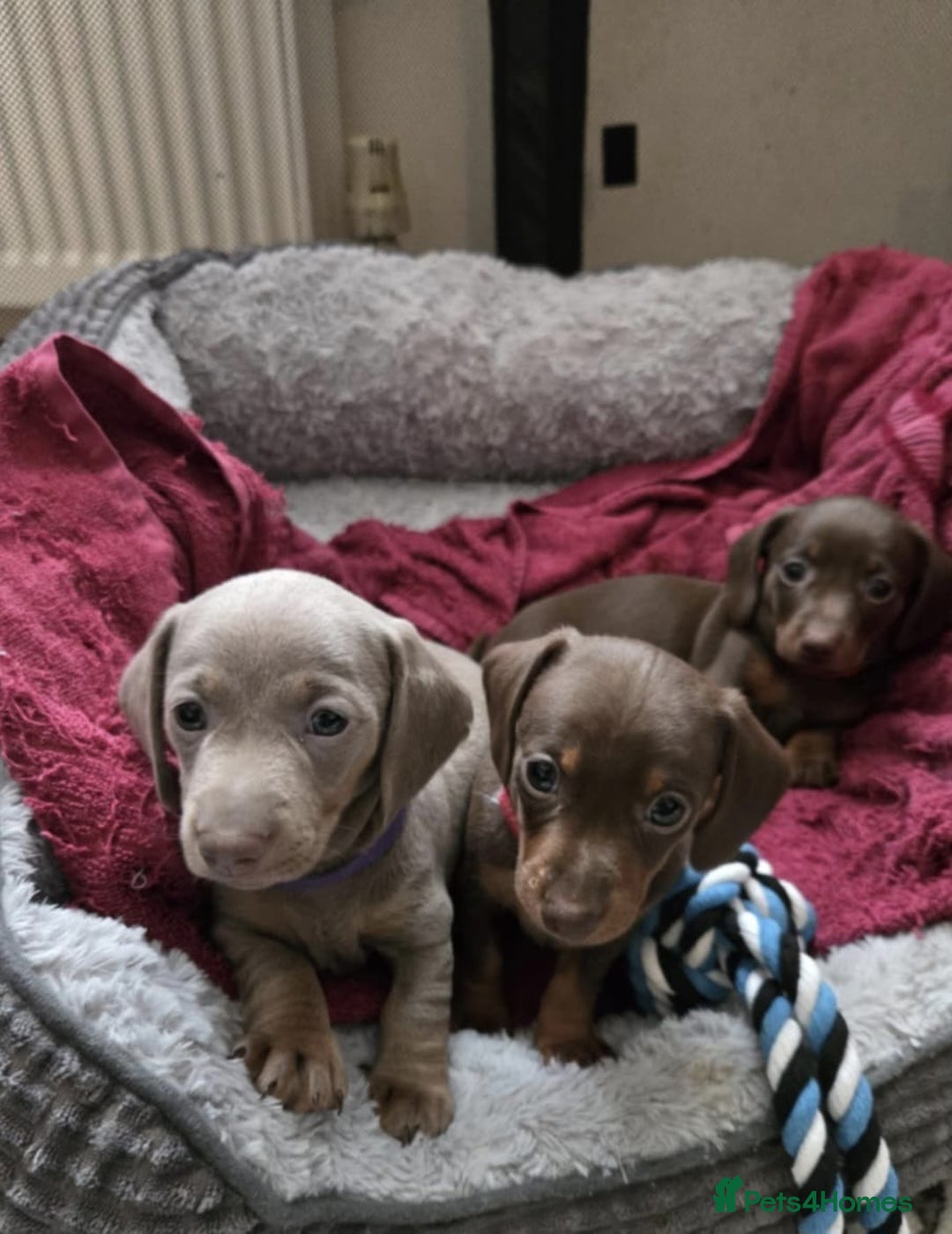 Dachshund dogs for sale: Beautiful dachshund puppys - Advert 3