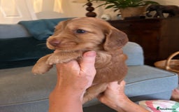 Cocker Spaniel dogs for sale: Outstanding FN clear kc reg cocker spaniel puppies - Image 9