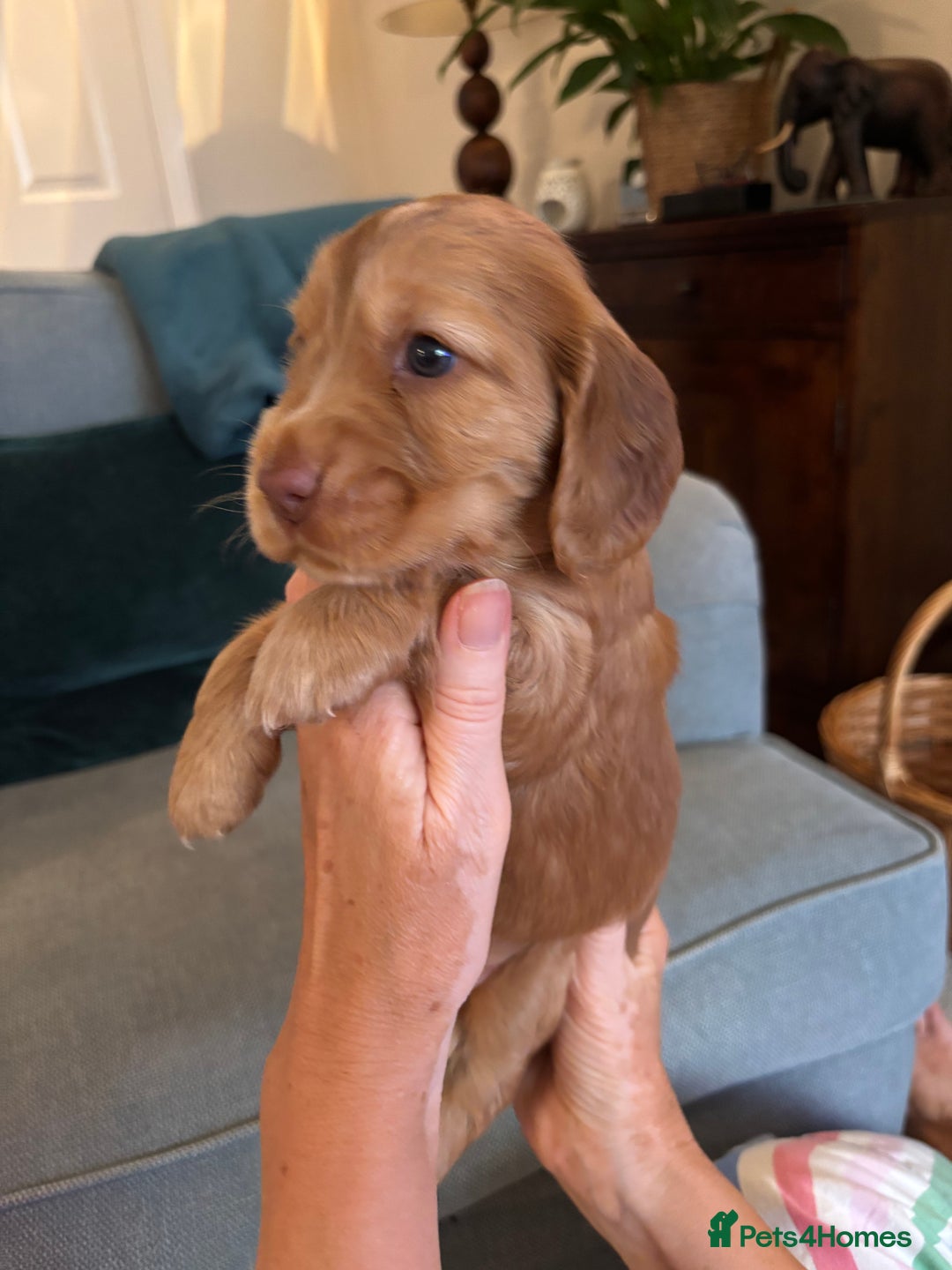 Cocker Spaniel dogs for sale: Outstanding FN clear kc reg cocker spaniel puppies - Image 9