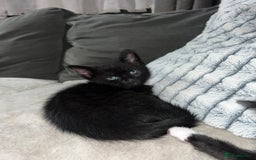 Domestic Shorthair cats for sale: Beautiful kittens looking for forever homes🩷💙🐾 - Image 10