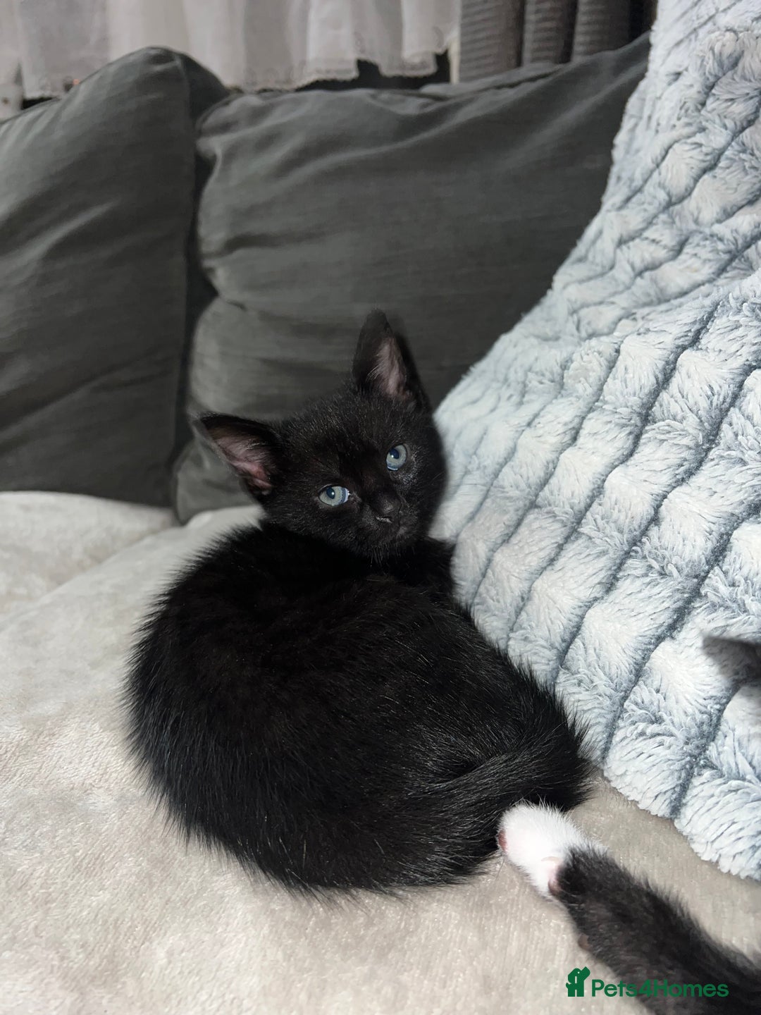 Domestic Shorthair cats for sale: Beautiful kittens looking for forever homes🩷💙🐾 - Image 10
