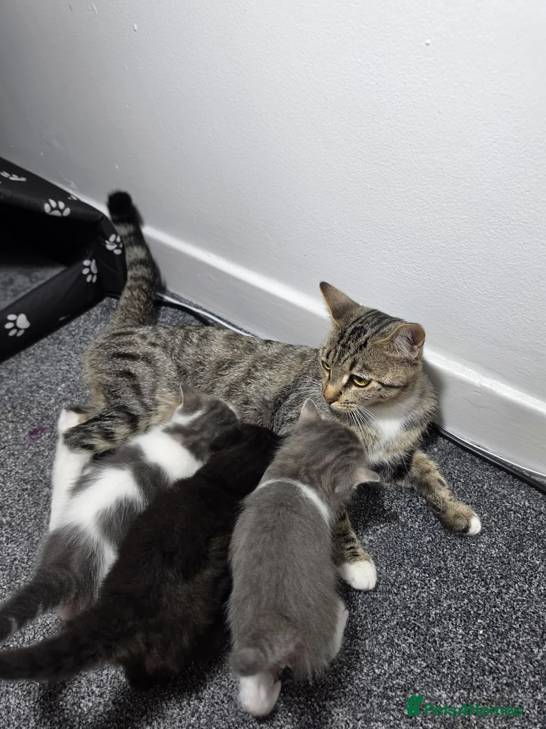Mixed Breed cats for sale: Mixed Siberian-Ragdoll - Advert 1