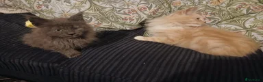 Maine Coon 2