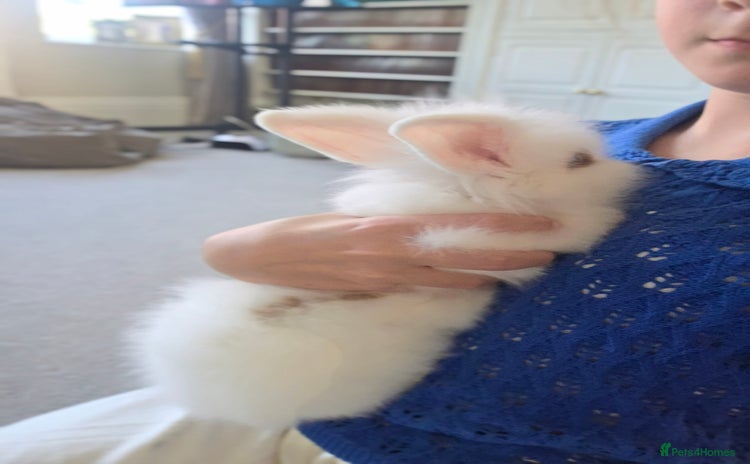 Lionhead rabbits - Advert 7