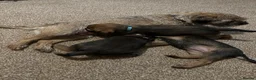 Border Terrier dogs for sale: Boy Border Pup - Advert 1