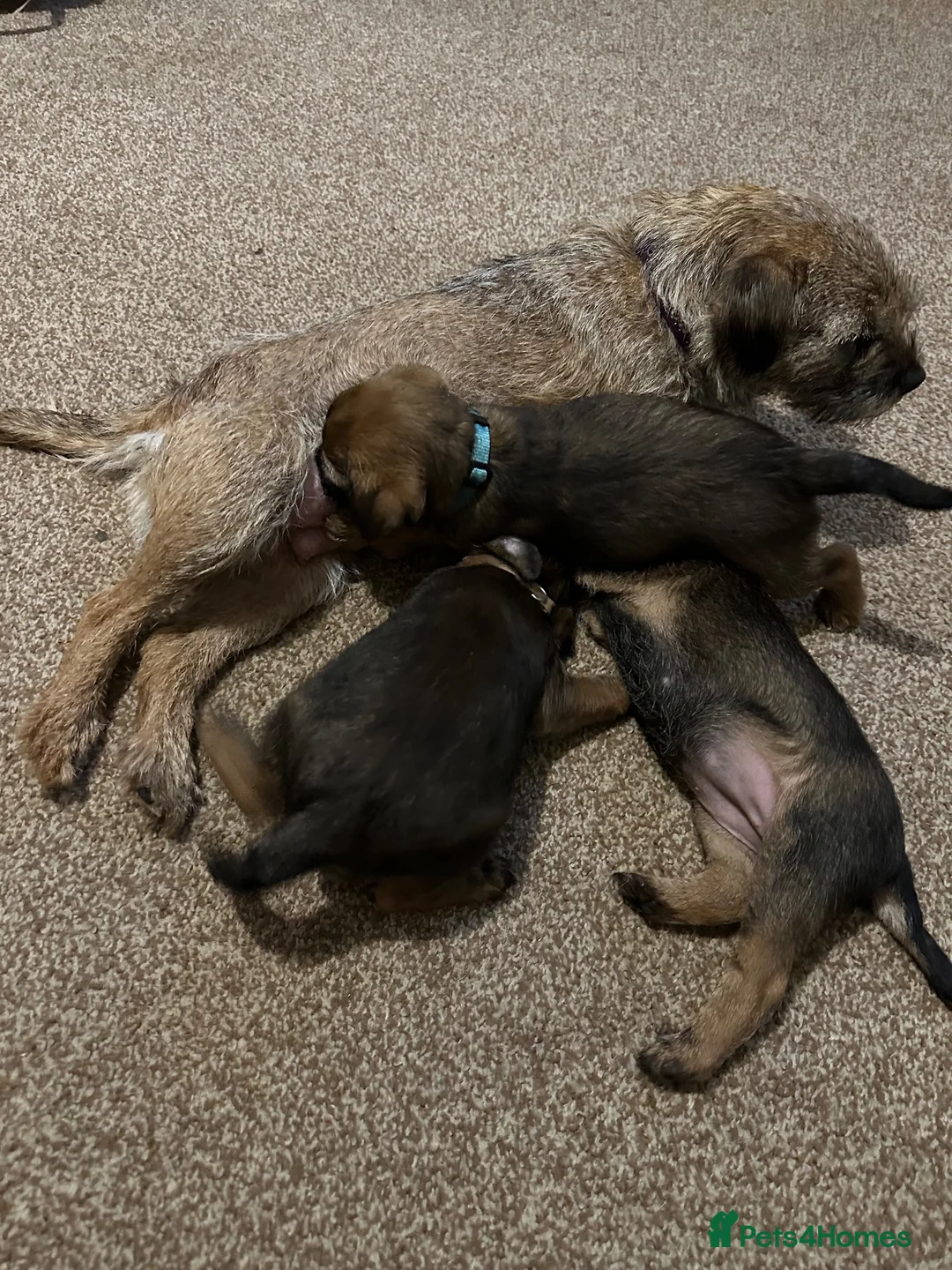 Border Terrier dogs for sale: Boy Border Pup - Advert 1