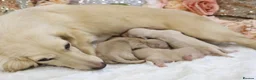 Miniature Dachshund dogs for sale: KC Cream Longhair Miniature Dachshund Puppies in Wisbech - Advert 10