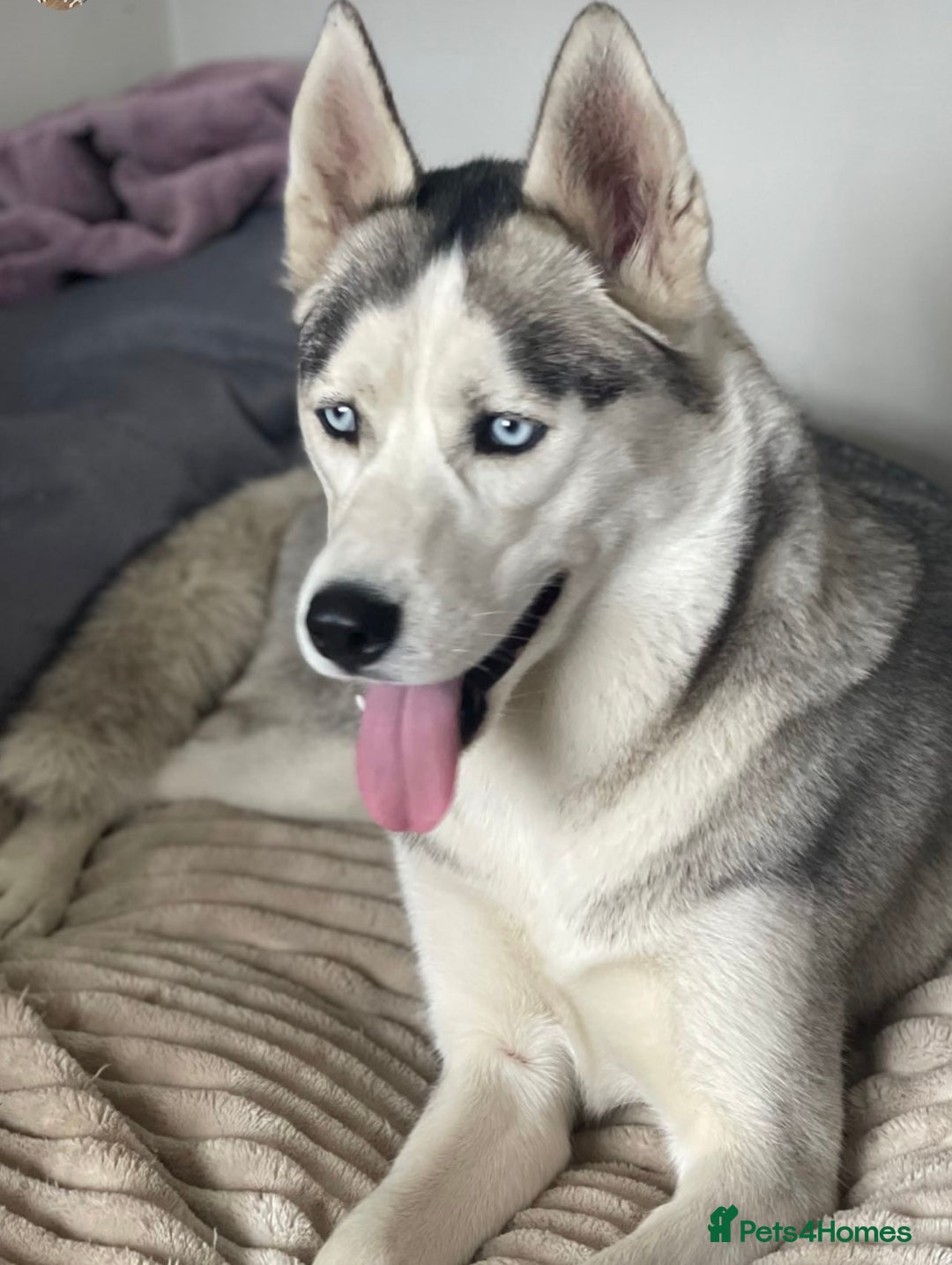 Siberian Husky dogs for sale: KC REGISTERED SIBERIAN HUSKYS MOM/DAD CAN BE SEEN - Advert 6