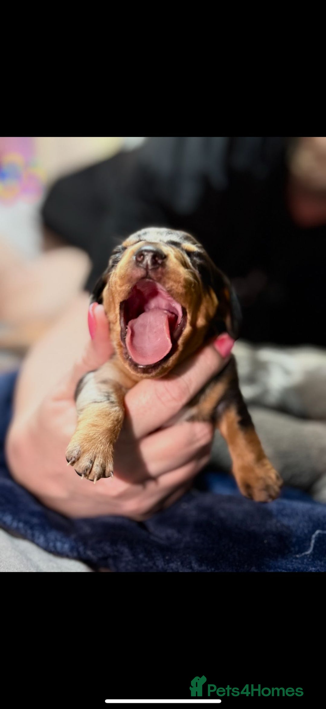 Dachshund dogs for sale: 7 Beautiful dachshund puppies  - Advert 7