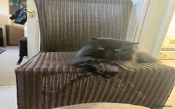 Persian cats for sale: Gccf hobby breeder - Image 6