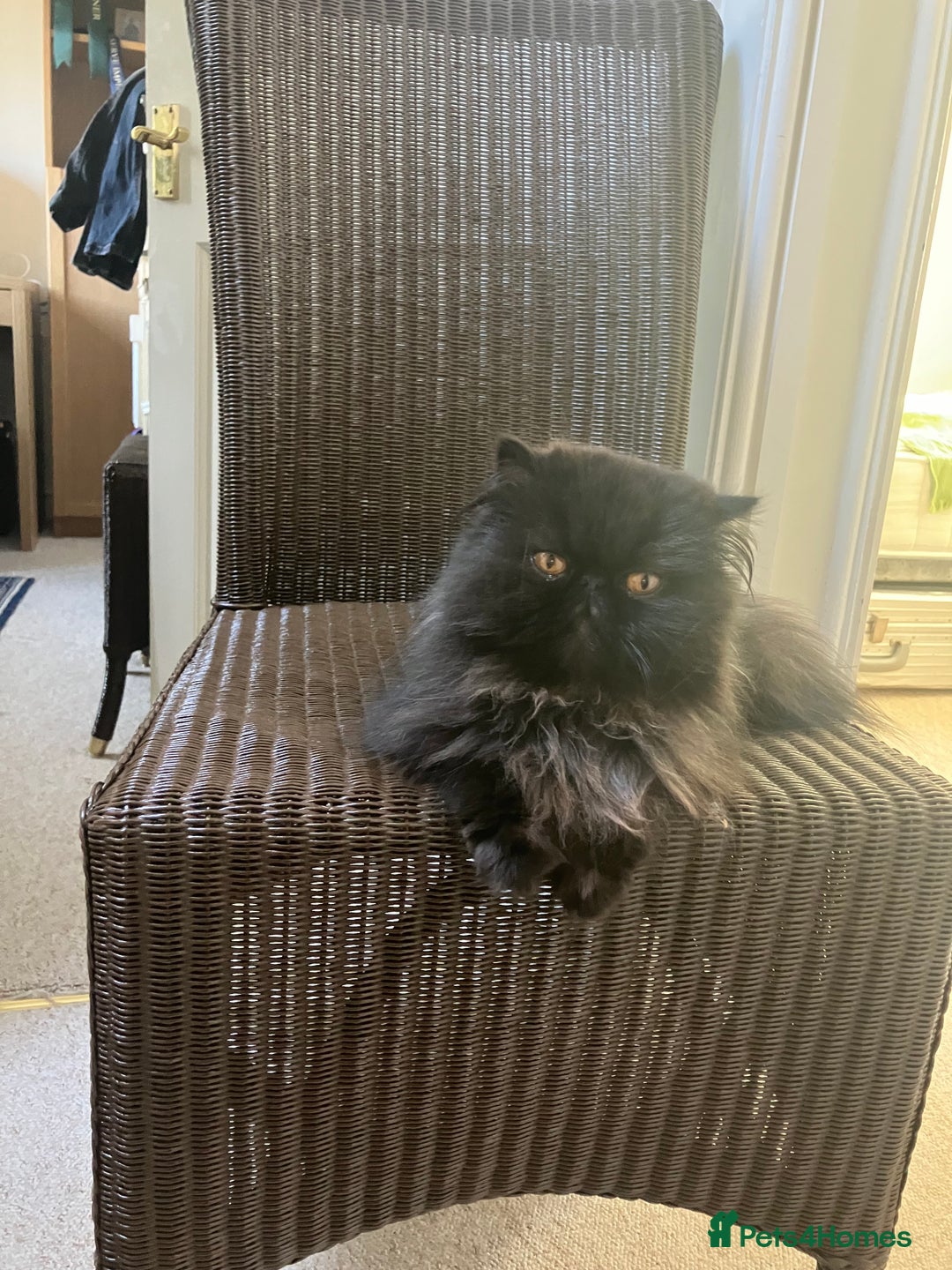 Persian cats for sale: Gccf hobby breeder - Image 6