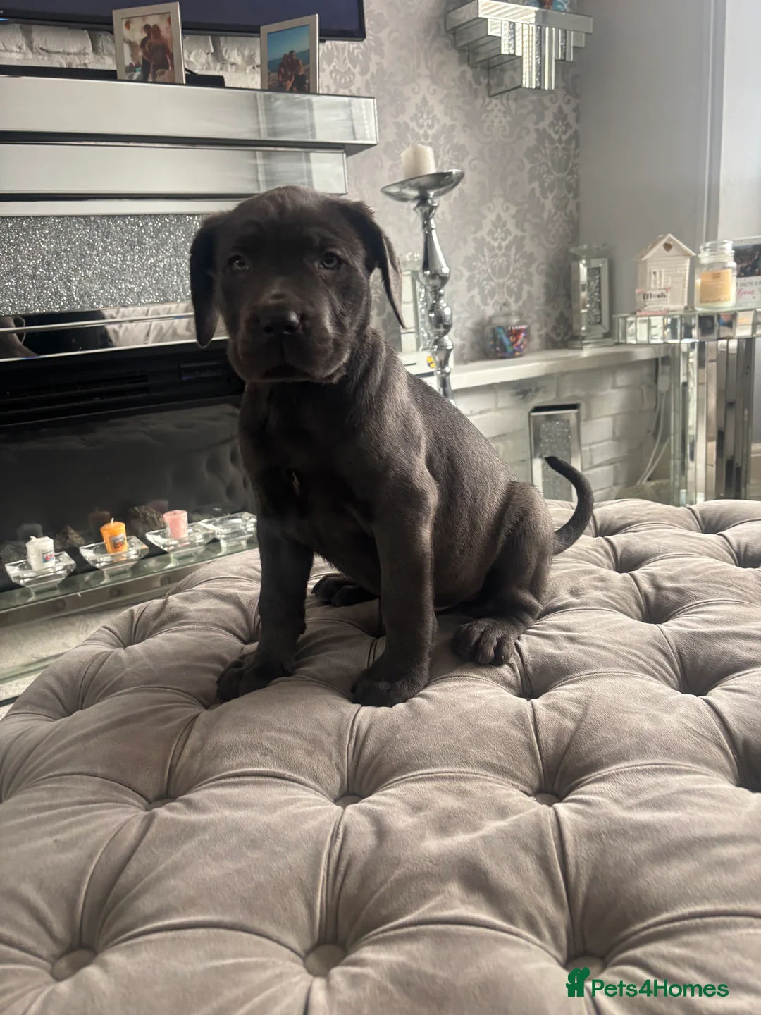 Neapolitan Mastiff dogs for sale: Neapolitan mastiff champion bloodline - Advert 8