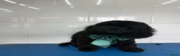 Cockapoo dogs for sale: ***Reduced*** the last 3 Cockapoo babies  in Coalville - Advert 6