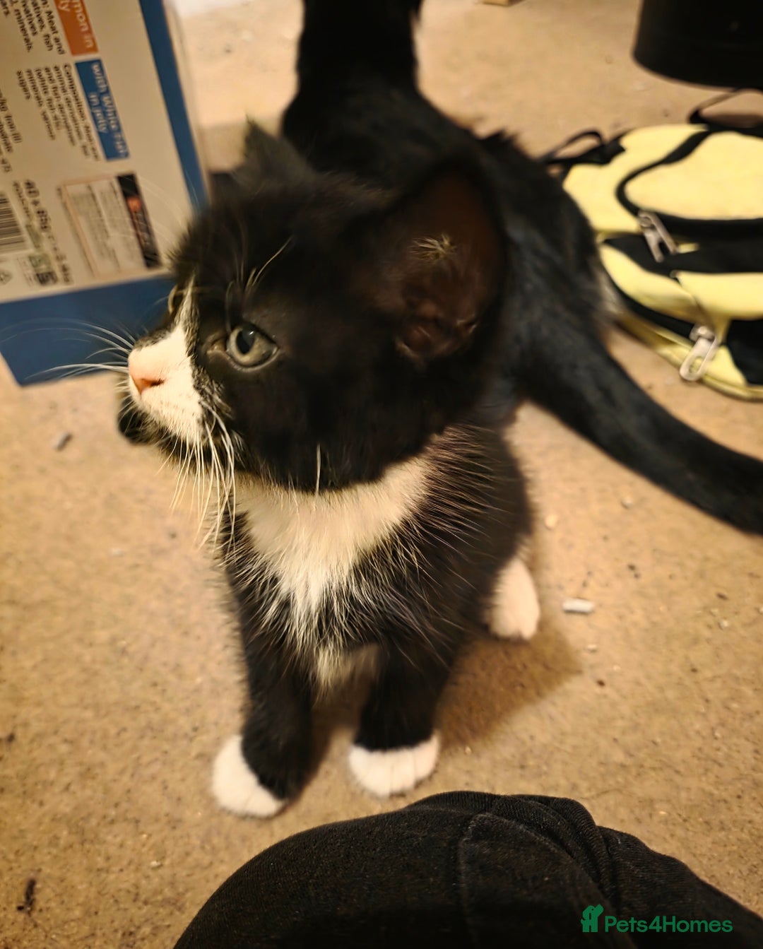 Mixed Breed cats for sale: Adorable longhair and short hair  - Advert 24