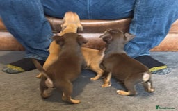 Jack Russell dogs for sale: Beautiful miniature jack russell puppies  - Image 34