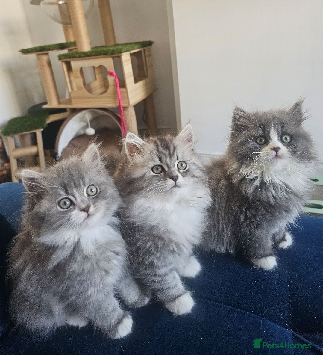 British Longhair cats 2 girls 1 boy British longhair mix - Advert 13